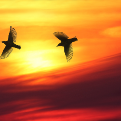 KENNEDY 4 two-birds-flying-over-sky-sunset-92253013