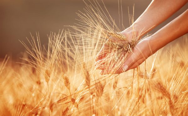 ENVATO woman-hands-touching-golden-wheat-field-PG22R6L