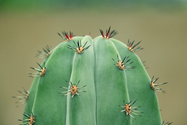 fresh-growth-on-cactus-PCBDKRP_resize_envato