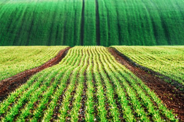 green-wheat-rows-and-waves-of-the-agricultural-fie-DXV67D7_resize
