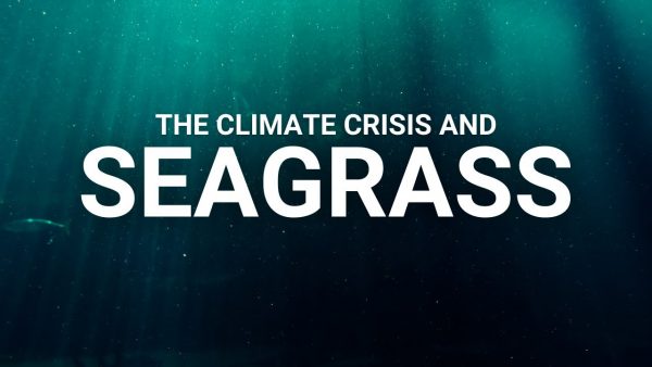Seagrass An unexpected climate change solution