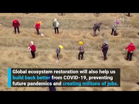 UN Decade on Ecosystem Restoration 10 years to heal the planet