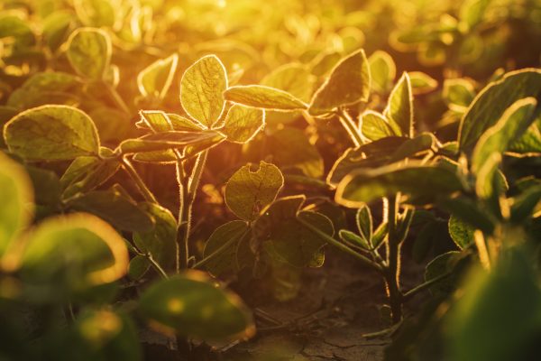 Organic soybean field in sunset