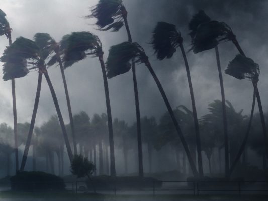 palm-trees-wind-RZ6LDUL