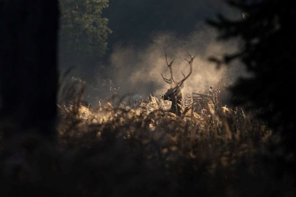red-deer-stag-in-morning-autumn-mist-9P6KCFN