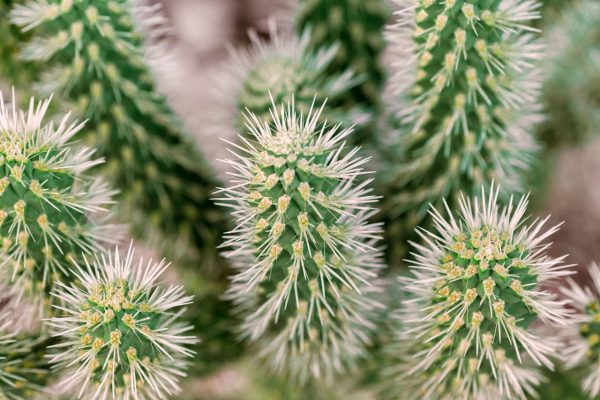 closeup-of-prickly-cactus-nature-in-desert-5KN397J