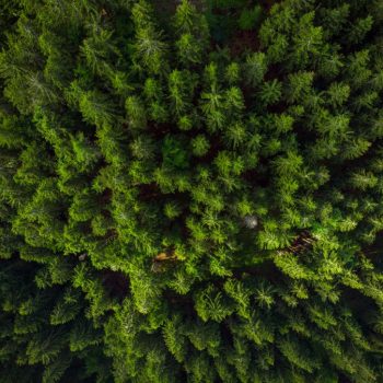 green-forest-birds-eye-view-drone-photo-SKXEW4L