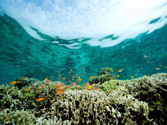 coral-reef-scene-2021-11-13-03-12-53-utc