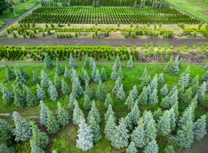 aerial view of a tree farm for landscaping