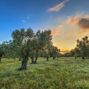 Olive grove at sunrise