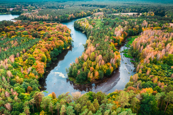 Small river and autumn forest. Aerial view of wildlife, Poland