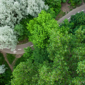 Road through the summer green forest, Aerial view
