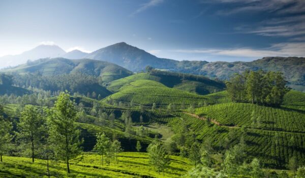 beautiful-tea-plantation-landscape-in-the-morning-2022-01-19-00-13-14-utc