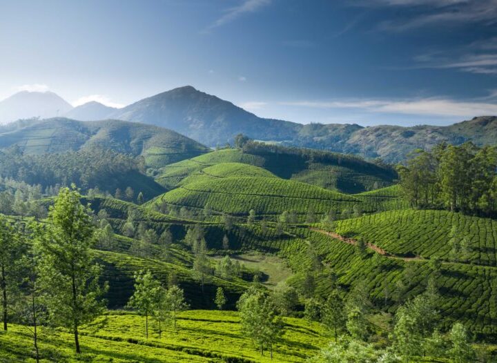 beautiful-tea-plantation-landscape-in-the-morning-2022-01-19-00-13-14-utc