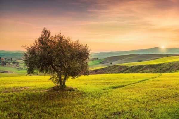 volterra-countryside-panorama-and-olive-tree-on-s-2021-08-29-02-25-37-utc
