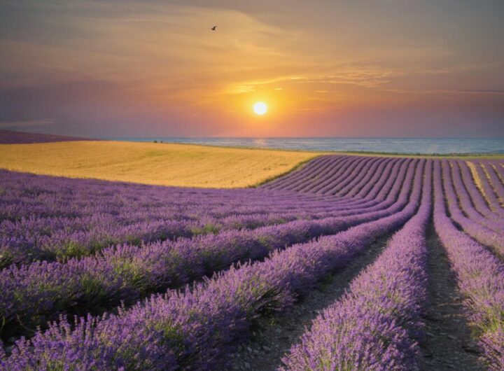 lavender-meadow-and-sea-sunset-nature-landscape-2021-08-28-20-00-41-utc