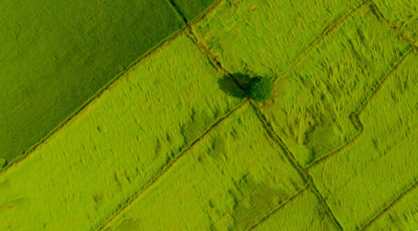 Aerial view of green rice field with a tree in Thailand. Above v