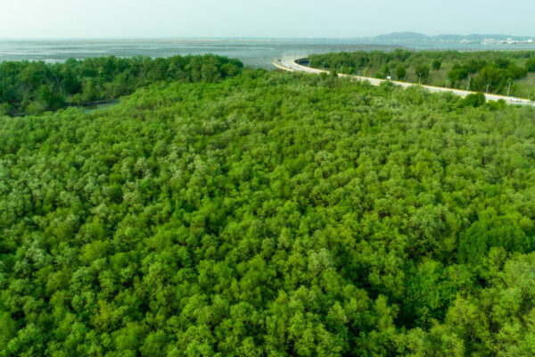 Green mangrove forest capture carbon dioxide. Net zero emissions